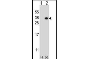 Western blot analysis of HS2ST1 (arrow) using rabbit polyclonal HS2ST1 Antibody (N-term) (ABIN391988 and ABIN2841776).