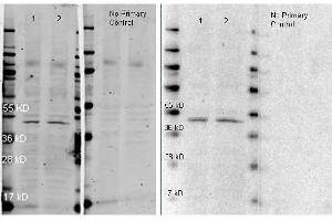 Western Blotting (WB) image for Goat anti-Rabbit IgG (Heavy & Light Chain) antibody (HRP) - Preadsorbed (ABIN964977)