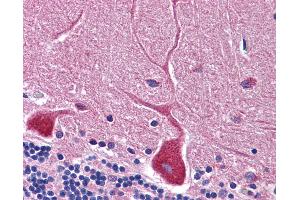 Anti-RWDD3 antibody IHC of human brain, cerebellum. (RWDD3 antibody  (C-Term))