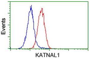 Flow cytometric Analysis of Hela cells, using anti-KATNAL1 antibody (ABIN2454320), (Red), compared to a nonspecific negative control antibody, (Blue). (KATNAL1 antibody)