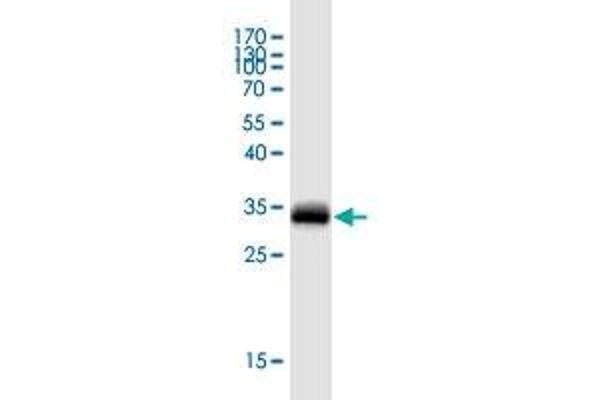 XAGE1D antibody  (AA 1-69)