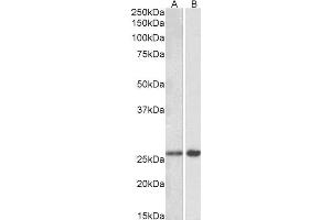 ABIN5539900 (0. (MOBKL3 antibody  (AA 137-151))
