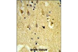 Formalin-fixed and paraffin-embedded human brain tissue reacted with SH3BGRL3 Antibody (Center), which was peroxidase-conjugated to the secondary antibody, followed by DAB staining. (SH3BGRL3 antibody  (AA 24-52))