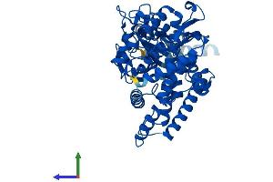 AlphaFold protein structure predicition of Human Recombinant CYP2C19 Protein, UniprotID P33261