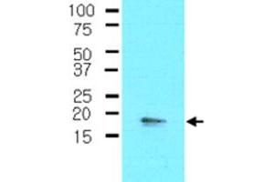 The cell lysate of A-549 (30 ug) was resolved by SDS-PAGE and probed with PPP1R14A monoclonal antibody, clone 4H10  (1:500). (CPI-17 antibody  (AA 1-147))
