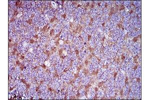 Immunohistochemical analysis of paraffin-embedded cerebellum tissues using THY1 mouse mAb with DAB staining.