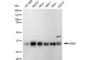 Western blotting analysis using MSI2 antibody (ABIN7799495). (Recombinant MSI2 antibody)