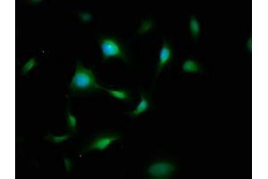 Immunofluorescence (IF) image for anti-FYN Oncogene Related To SRC, FGR, YES (FYN) (AA 154-270) antibody (ABIN7174025)