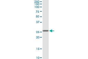 RPA4 MaxPab rabbit polyclonal antibody. (RPA4 antibody  (AA 1-261))