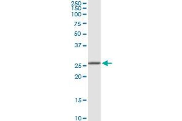 RPA4 antibody  (AA 1-261)