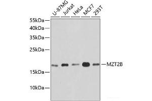 Western blot analysis of extracts of various cell lines using MZT2B Polyclonal Antibody at dilution of 1:1000. (MZT2B antibody)