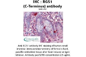 Image no. 1 for anti-Regulator of G-Protein Signaling 1 (RGS1) (C-Term) antibody (ABIN1738849)