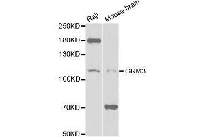 Western blot analysis of extracts of various cell lines, using GRM3 antibody. (Metabotropic Glutamate Receptor 3 antibody  (AA 23-170))