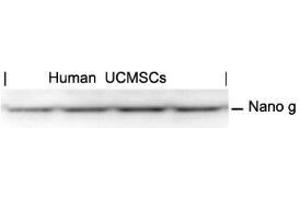 Western blot analysis of extracts from human Umbilical cord mesenchymal stem cell using Nanog. (Nanog antibody  (AA 137-141))
