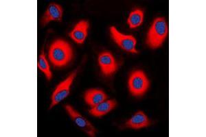 Immunofluorescent analysis of APOA1BP staining in HEK293T cells. (APOA1BP antibody  (Center))