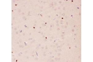 IHC-P staining of rat brain tissue (APEX1 antibody  (AA 2-318))