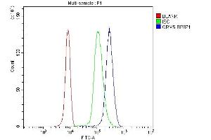 Flow Cytometry analysis of U937 cells using anti-GRM5 antibody (ABIN7600849).