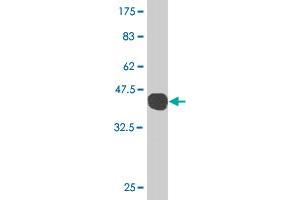 Western Blot detection against Immunogen (43. (GADD45G antibody  (AA 1-159))