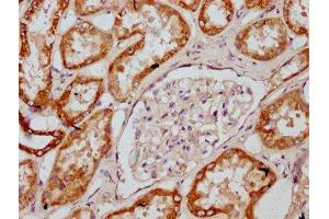 IHC image of ABIN7149158 diluted at 1:400 and staining in paraffin-embedded human kidney tissue performed on a Leica BondTM system. (COX2 antibody  (AA 83-227))