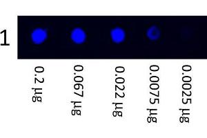 Dot Blot showing the detection of Human IgG. (Mouse anti-Human IgG (Heavy & Light Chain) Antibody (FITC) - Preadsorbed)