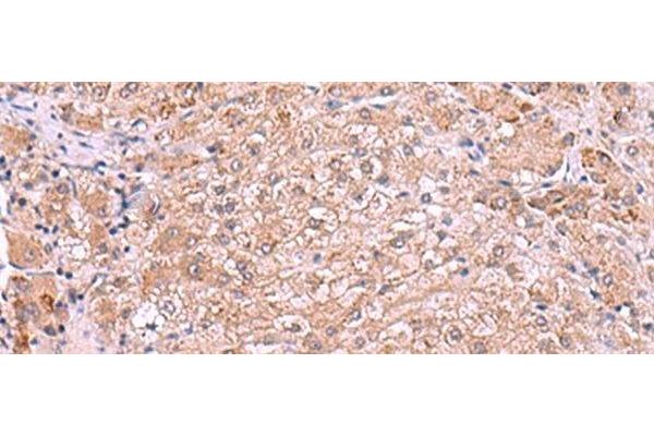 RIC3 antibody