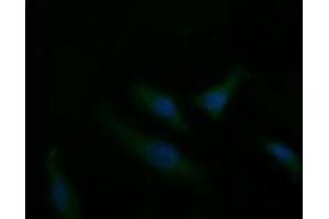 Immunofluorescence (IF) image for anti-T-cell surface glycoprotein CD1c (CD1C) antibody (ABIN2670676) (CD1c antibody)