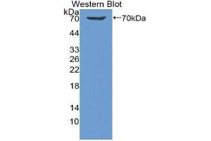 Western Blotting (WB) image for anti-Killer Cell Immunoglobulin-Like Receptor, Two Domains, Long Cytoplasmic Tail, 1 (KIR2DL1) (AA 22-348) antibody (ABIN1859536)