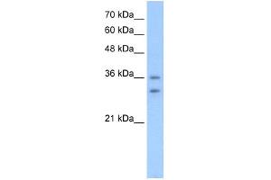 WB Suggested Anti-OR6C70 Antibody Titration:  2. (OR6C70 antibody  (C-Term))