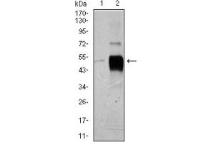 Western blot analysis using POU3F2 antibody against HeLa (1), and SK-N-SH (2) cell lysate. (POU3F2 antibody  (AA 214-362))