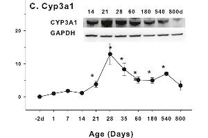 Age-related expression of CYP-3 family gene/proteins in livers of male rats. (CYP3A1 antibody  (AA 231-330))