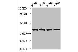 Western Blot Positive WB detected in Recombinant protein All lanes: lexA antibody at 3. (LexA (AA 1-202) antibody)