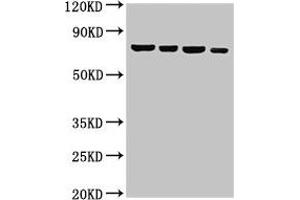 Western Blot Positive WB detected in: Hela whole cell lysate, U87 whole cell lysate, 293T whole cell lysate, Jurkat whole cell lysate All lanes: NFE2L3 antibody at 3 μg/mL Secondary Goat polyclonal to rabbit IgG at 1/50000 dilution Predicted band size: 77 kDa Observed band size: 77 kDa (NFE2L3 antibody  (AA 132-260))