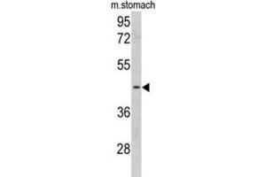 Western Blotting (WB) image for anti-Clusterin Associated Protein 1 (CLUAP1) antibody (ABIN3002721)