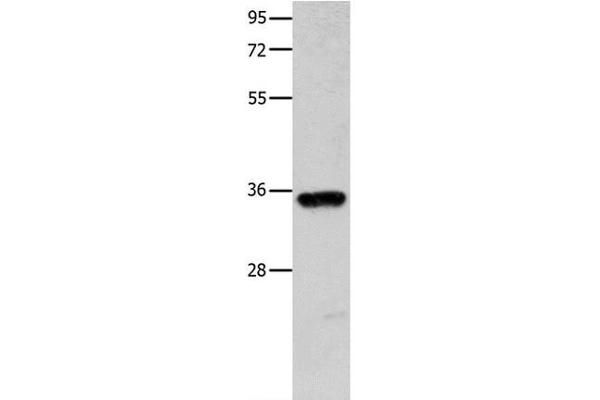 COX11 antibody