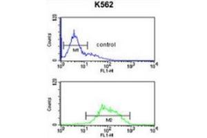 Flow cytometric analysis of K562 cells (bottom histogram) compared to a negative control cell (top histogram) using LCAT  Antibody , followed by FITC-conjugated goat-anti-rabbit secondary antibodies. (LCAT antibody  (Middle Region))