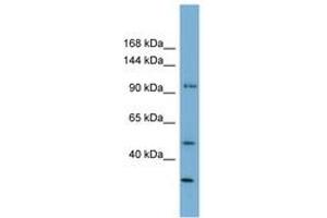 Image no. 1 for anti-Family with Sequence Similarity 35, Member A (FAM35A) (AA 71-120) antibody (ABIN6744170) (FAM35A antibody  (AA 71-120))