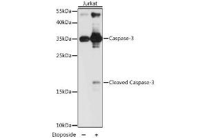 Western blot analysis of extracts of Jurkat cells, using CASP3 antibody. (Caspase 3 antibody  (AA 55-160))