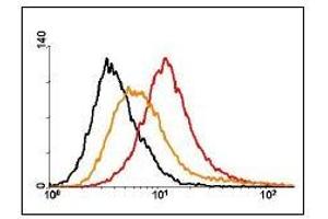 GM8G5 on renal cell carcinoma (RCC). (CEACAM1 antibody)