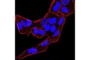 Immunofluorescence analysis of Hela cells using BMP4 mouse mAb. (BMP4 antibody  (AA 277-408))