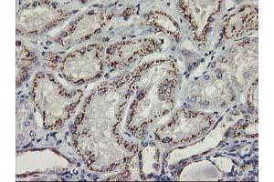 Immunohistochemical staining of paraffin-embedded Human Kidney tissue using anti-KCNJ3 mouse monoclonal antibody.
