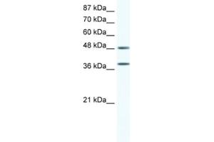 Western Blotting (WB) image for anti-Mitogen-Activated Protein Kinase 14 (MAPK14) antibody (ABIN2463689) (MAPK14 antibody)