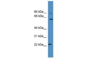 KCNS1 antibody  (N-Term)