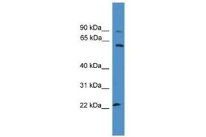 KCNS1 antibody used at 0.