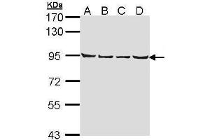LETM1 anticorps  (C-Term)