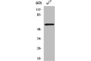 Western Blot analysis of HuvEc cells using ZNF397 Polyclonal Antibody (ZNF397 antibody  (N-Term))
