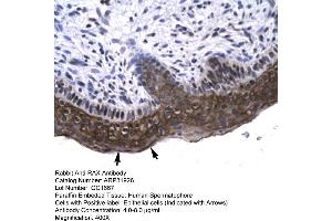 Human Spermatophore (RAX antibody  (N-Term))