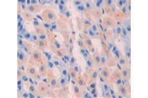 IHC-P analysis of Mouse Tissue, with DAB staining. (Gastrin antibody  (AA 1-101))