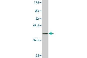 ZNF256 antibody  (AA 521-627)