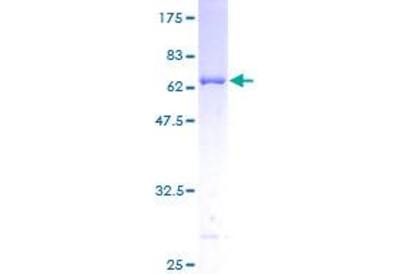 PRPSAP1 Protein (AA 1-356) (GST tag)