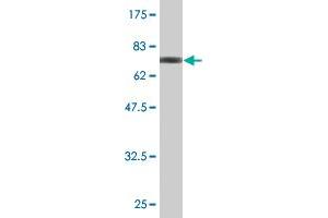 Western Blot detection against Immunogen (67. (JNK antibody  (AA 1-384))